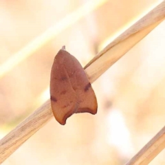 Tortricopsis uncinella (A concealer moth) at ANBG South Annex - 6 Nov 2023 by ConBoekel