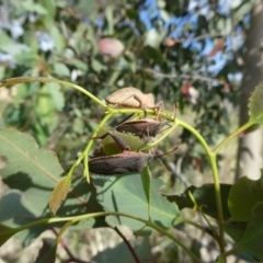 Amorbus sp. (genus) (Eucalyptus Tip bug) at Belconnen, ACT - 6 Nov 2023 by JohnGiacon