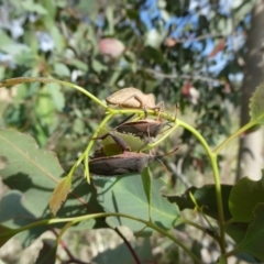 Amorbus (genus) (Eucalyptus Tip bug) at Emu Creek - 6 Nov 2023 by JohnGiacon