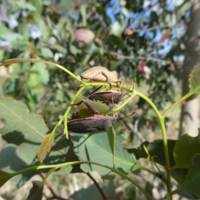 Amorbus sp. (genus) (Eucalyptus Tip bug) at Emu Creek - 6 Nov 2023 by JohnGiacon
