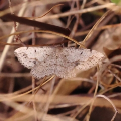 Taxeotis intextata (Looper Moth, Grey Taxeotis) at Black Mountain NR (BMS) - 5 Nov 2023 by ConBoekel