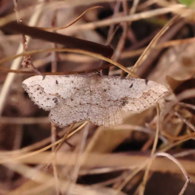 Taxeotis intextata (Looper Moth, Grey Taxeotis) at Black Mountain NR (BMS) - 5 Nov 2023 by ConBoekel