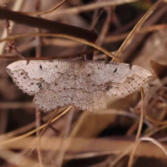 Taxeotis intextata at Canberra Central, ACT - 6 Nov 2023 10:30 AM