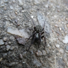 Badumna insignis (Black House Spider) at Belconnen, ACT - 5 Nov 2023 by JohnGiacon