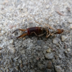 Forficula auricularia (European Earwig) at Emu Creek - 4 Nov 2023 by JohnGiacon