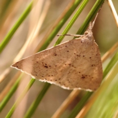 Nearcha nullata (Rounded Nearcha) at ANBG South Annex - 5 Nov 2023 by ConBoekel