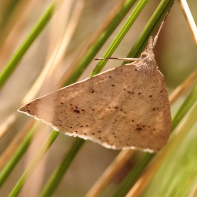 Nearcha nullata (Rounded Nearcha) at Canberra Central, ACT - 6 Nov 2023 by ConBoekel