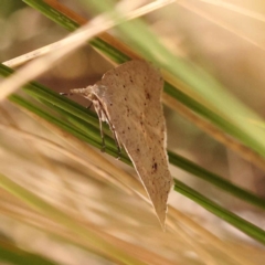 Nearcha nullata at Canberra Central, ACT - 6 Nov 2023