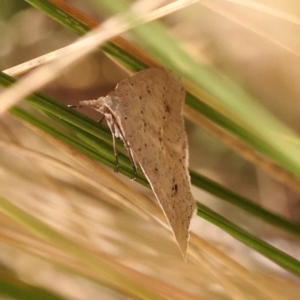 Nearcha nullata at Canberra Central, ACT - 6 Nov 2023