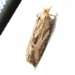 Cryptoptila immersana (A Tortricid moth) at Canberra Central, ACT - 5 Nov 2023 by ConBoekel