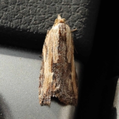 Cryptoptila immersana at Canberra Central, ACT - 6 Nov 2023