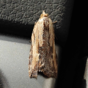 Cryptoptila immersana at Canberra Central, ACT - 6 Nov 2023