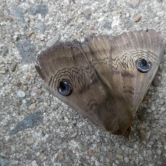 Dasypodia selenophora (Southern old lady moth) at Belconnen, ACT - 5 Nov 2023 by JohnGiacon