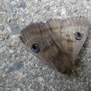 Dasypodia selenophora at Belconnen, ACT - 5 Nov 2023