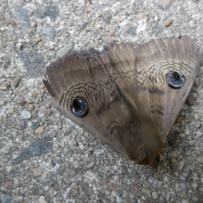 Dasypodia selenophora (Southern old lady moth) at Belconnen, ACT - 4 Nov 2023 by JohnGiacon