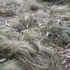 Nassella trichotoma (Serrated Tussock) at Flea Bog Flat to Emu Creek Corridor - 4 Nov 2023 by JohnGiacon