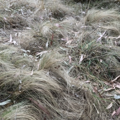 Nassella trichotoma (Serrated Tussock) at Belconnen, ACT - 5 Nov 2023 by JohnGiacon