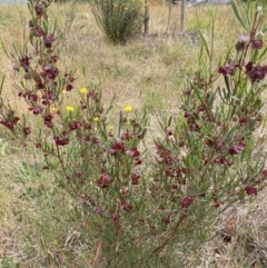 Dodonaea viscosa subsp. angustissima (Hop Bush) at Emu Creek - 5 Nov 2023 by JohnGiacon