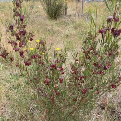 Dodonaea viscosa subsp. angustissima (Hop Bush) at Emu Creek - 5 Nov 2023 by JohnGiacon