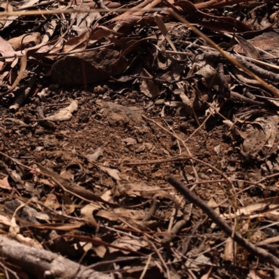 Turnix varius (Painted Buttonquail) at ANBG South Annex - 5 Nov 2023 by ConBoekel