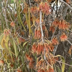 Amyema pendula subsp. pendula (Drooping Mistletoe) at Emu Creek - 5 Nov 2023 by JohnGiacon