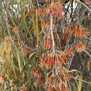 Amyema pendula subsp. pendula at Belconnen, ACT - 5 Nov 2023