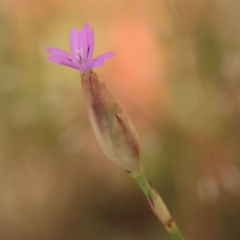 Petrorhagia sp. at Canberra Central, ACT - 6 Nov 2023 by ConBoekel