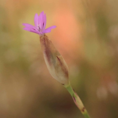 Petrorhagia sp. at Canberra Central, ACT - 6 Nov 2023 by ConBoekel