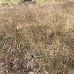 Austrostipa scabra at Belconnen, ACT - 6 Nov 2023