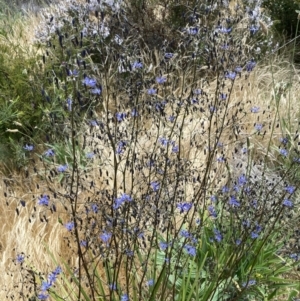 Dianella revoluta var. revoluta at Belconnen, ACT - 6 Nov 2023 02:25 PM