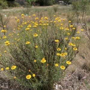 Xerochrysum viscosum at Belconnen, ACT - 6 Nov 2023