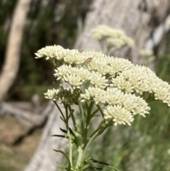 Unverified Grasshopper (several families) at Majura, ACT - 6 Nov 2023 by SilkeSma