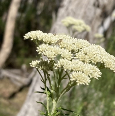 Unverified Grasshopper (several families) at Majura, ACT - 6 Nov 2023 by SilkeSma