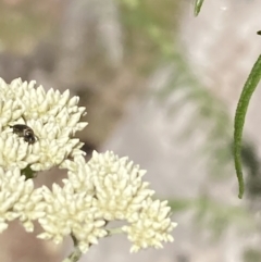 Mordellidae (family) (Unidentified pintail or tumbling flower beetle) at Majura, ACT - 6 Nov 2023 by SilkeSma