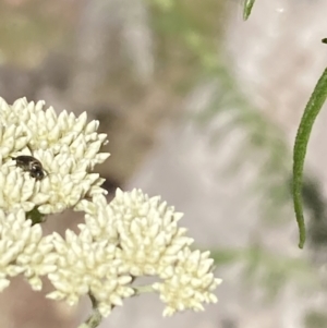 Mordellidae (family) at Mount Ainslie NR (ANR) - 6 Nov 2023 04:07 PM