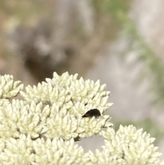 Mordellidae (family) at Mount Ainslie NR (ANR) - 6 Nov 2023 04:07 PM