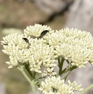 Mordellidae (family) at Mount Ainslie NR (ANR) - 6 Nov 2023 04:07 PM