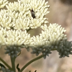 Mordellidae (family) at Mount Ainslie NR (ANR) - 6 Nov 2023 04:07 PM