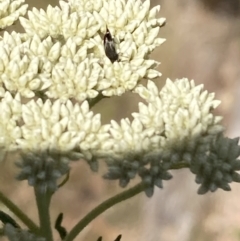 Mordellidae (family) at Mount Ainslie NR (ANR) - 6 Nov 2023