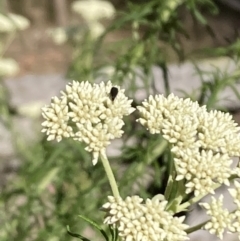 Mordellidae (family) at Mount Ainslie NR (ANR) - 6 Nov 2023 04:07 PM