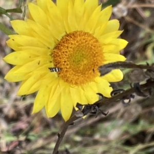 Glyphipterix chrysoplanetis at Majura, ACT - 6 Nov 2023