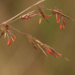 Rytidosperma pallidum (Red-anther Wallaby Grass) at Canberra Central, ACT - 6 Nov 2023 by ConBoekel