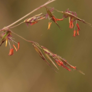 Rytidosperma pallidum at Canberra Central, ACT - 6 Nov 2023 09:47 AM