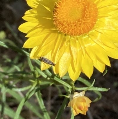 Unverified Moth (Lepidoptera) at Majura, ACT - 6 Nov 2023 by SilkeSma