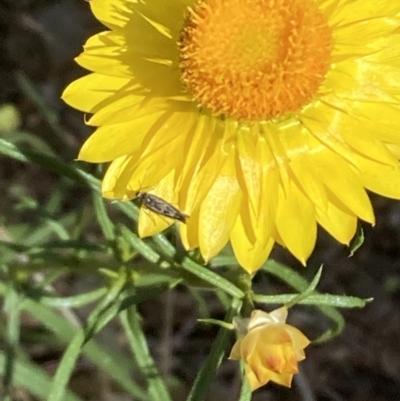 Unidentified Moth (Lepidoptera) at Majura, ACT - 6 Nov 2023 by SilkeSma