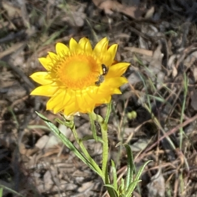 Lasioglossum (Chilalictus) sp. (genus & subgenus) at Majura, ACT - 6 Nov 2023 by SilkeSma