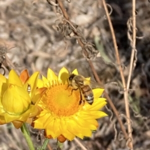 Apis mellifera at Majura, ACT - 6 Nov 2023