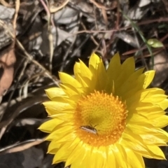 Unverified Grasshopper (several families) at Majura, ACT - 6 Nov 2023 by SilkeSma