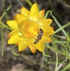 Eleale pulchra (Clerid beetle) at Mount Ainslie NR (ANR) - 6 Nov 2023 by SilkeSma