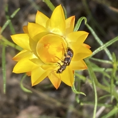 Eleale pulchra (Clerid beetle) at Mount Ainslie NR (ANR) - 6 Nov 2023 by SilkeSma